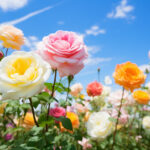 バラ園で元気に咲き誇る大量の薔薇