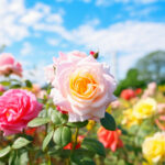 白・ピンク・イエローの薔薇が咲くローズ園