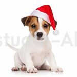 ご主人と一緒に過ごすクリスマスに喜ぶ犬