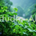 露雨に濡らされる植物