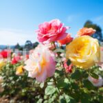 晴天と綺麗に咲いた薔薇の風景