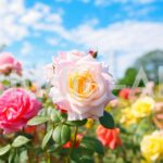 太陽の光をあびて元気に咲く薔薇