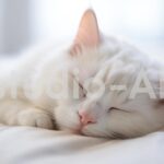 子猫の心地よく眠る寝顔