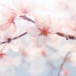 周囲を淡いピンク色に染め上げる満開の桜