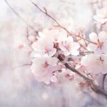 周囲を淡いピンク色に染め上げる満開の桜