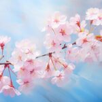 桜の花が一斉に咲き誇る様子