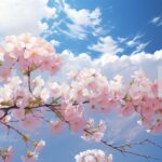 桜の花が一斉に咲き誇る様子