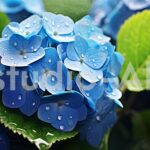 雨音とともに紫陽花の花が静かに揺れる