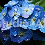 雨に濡れるアジサイの花