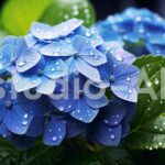 雨の音とアジサイの花が調和する