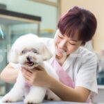 犬のグルーミングをするトリマーの女性