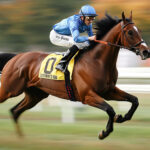 動物・生き物 NO.196003