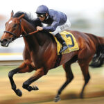 動物・生き物 NO.196016