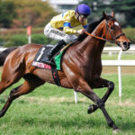 動物・生き物 NO.196016