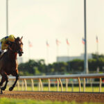 動物・生き物 NO.196056