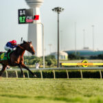 動物・生き物 NO.196056