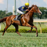 動物・生き物 NO.196073