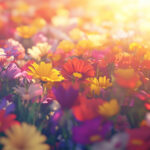 花・植物 NO.196200