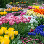 花・植物 NO.196274