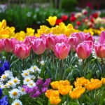 花・植物 NO.196291