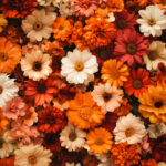 花・植物 NO.196343