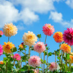 花・植物 NO.196419