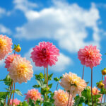 花・植物 NO.196416