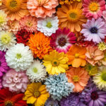 花・植物 NO.196424