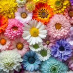 花・植物 NO.196424