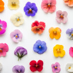 花・植物 NO.196438