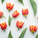 花・植物 NO.196446