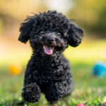 動物・生き物(犬) NO.197191