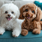 動物・生き物(犬) NO.197205