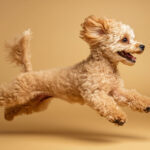 動物・生き物(犬) NO.197210