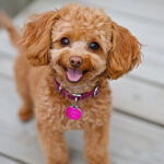 動物・生き物(犬) NO.197205