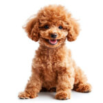 動物・生き物(犬) NO.197210