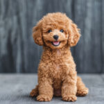 動物・生き物(犬) NO.197219