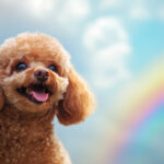 動物・生き物(犬) NO.197230