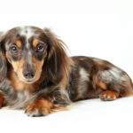 動物・生き物(犬) NO.197269