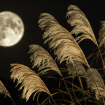 季節・行事(秋) NO.203188