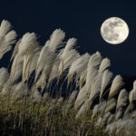 季節・行事(秋) NO.203185