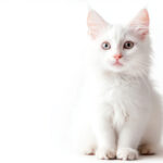 動物・生き物(猫) NO.205291