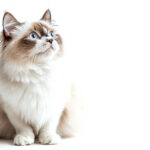 動物・生き物(猫) NO.205301