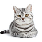 動物・生き物(猫) NO.205305