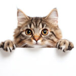 動物・生き物(猫) NO.205305