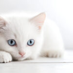 動物・生き物(猫) NO.205313