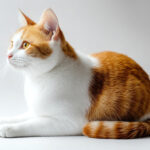 動物・生き物(猫) NO.205313