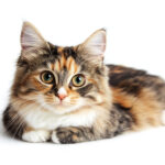 動物・生き物(猫) NO.205333