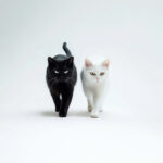 動物・生き物(猫) NO.205341