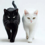 動物・生き物(猫) NO.205333